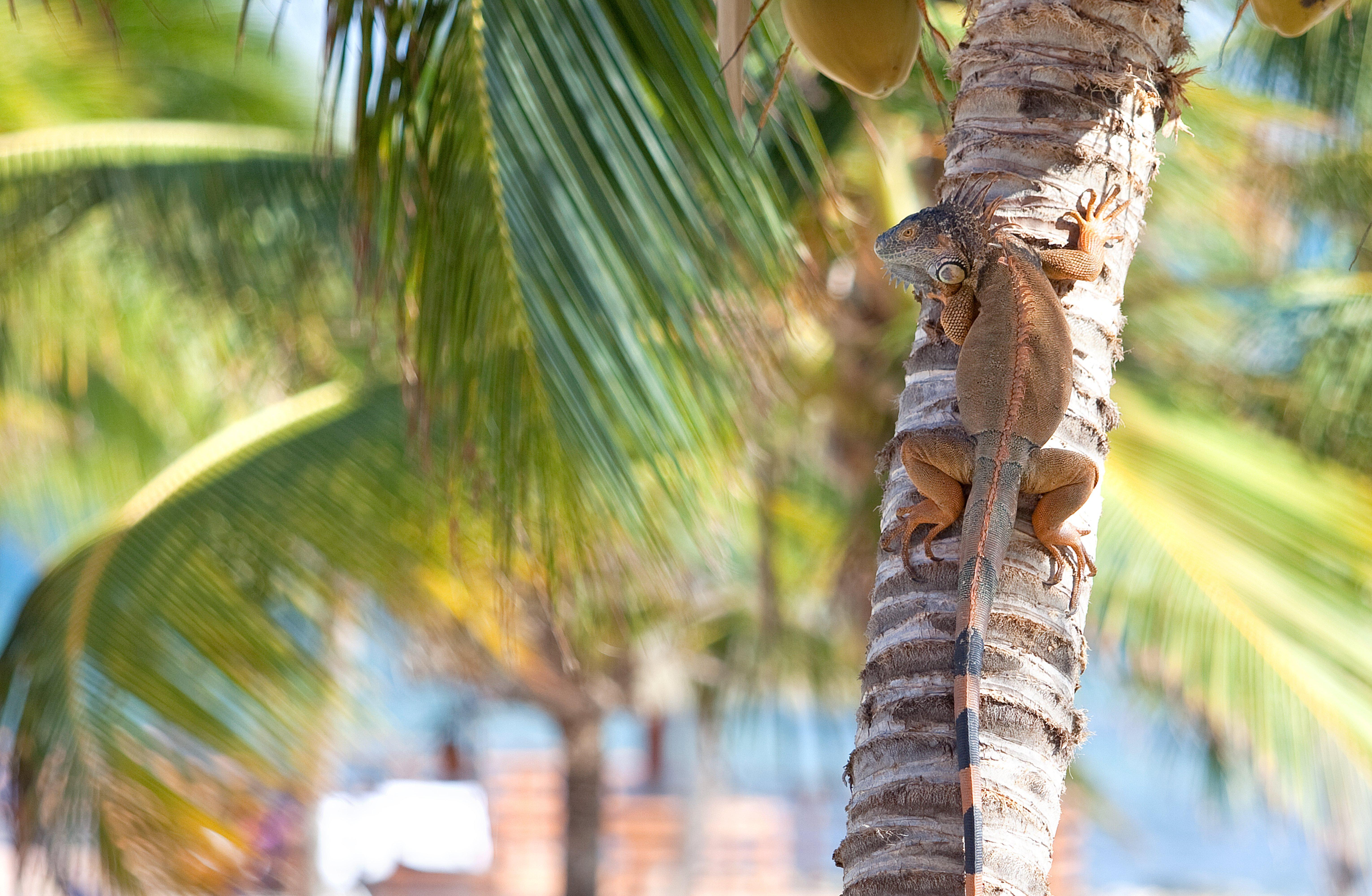 Holiday Inn Resort Grand Cayman By Ihg (Adults Only) West Bay Exterior photo